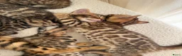 Bengal cats for sale: ✨ Pedigree Rosetted Bengal Kittens - Ready Soon✨ - Advert 1