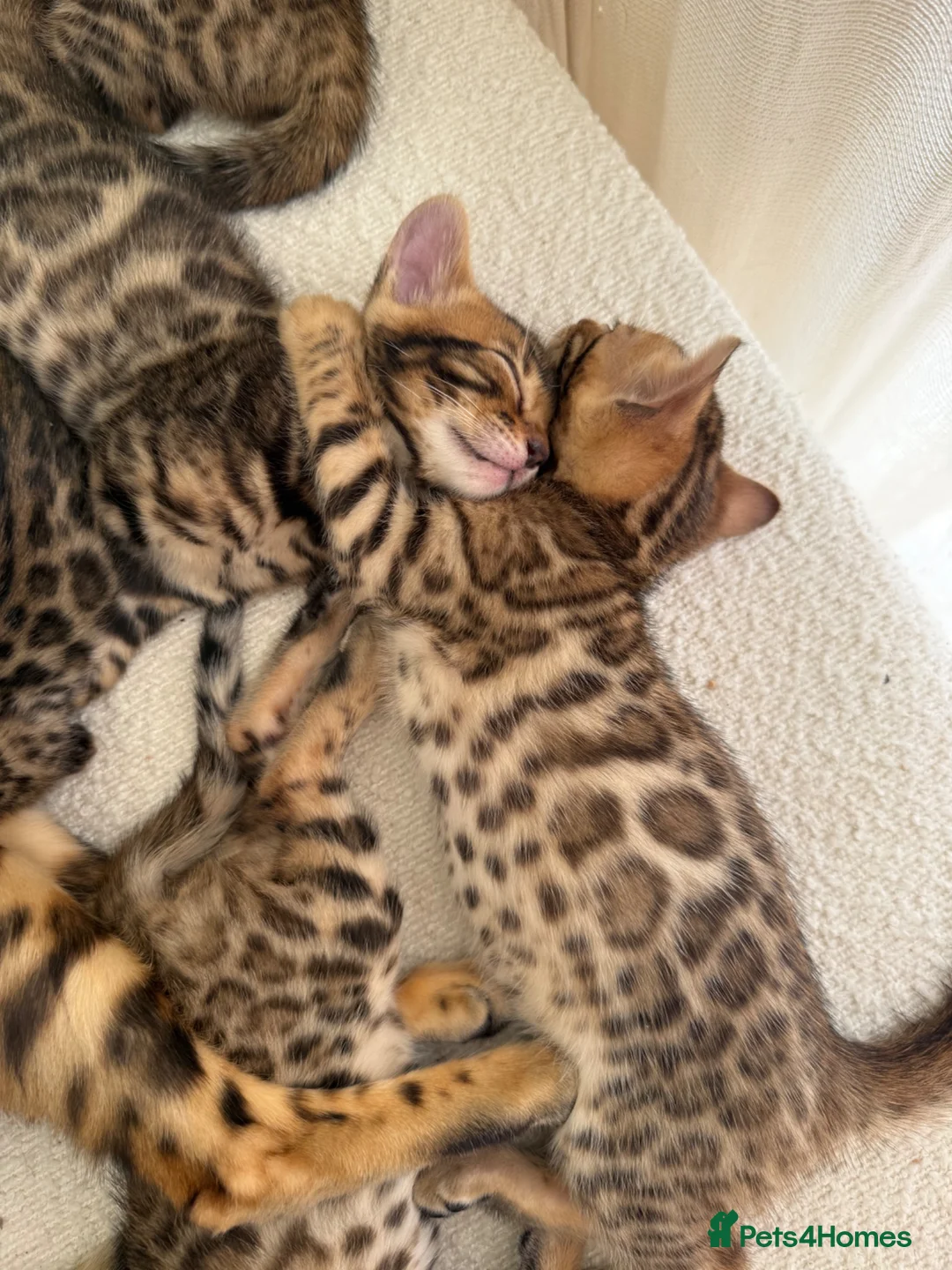 Bengal cats for sale: ✨ Pedigree Rosetted Bengal Kittens - Ready Soon✨ - Advert 1