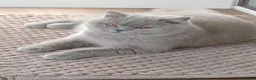 British Shorthair cats for sale: Best Quality Clasic BSH LILAC KITTENS - Advert 9