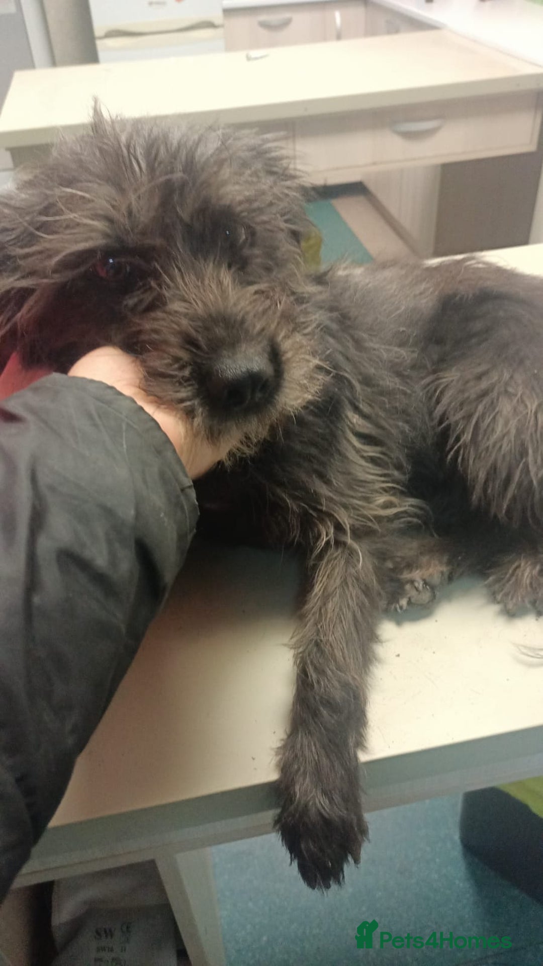 Mixed Breed dogs for adoption: ROCKY – Gentle, Resilient & Ready for Love 🐾 - Advert 14