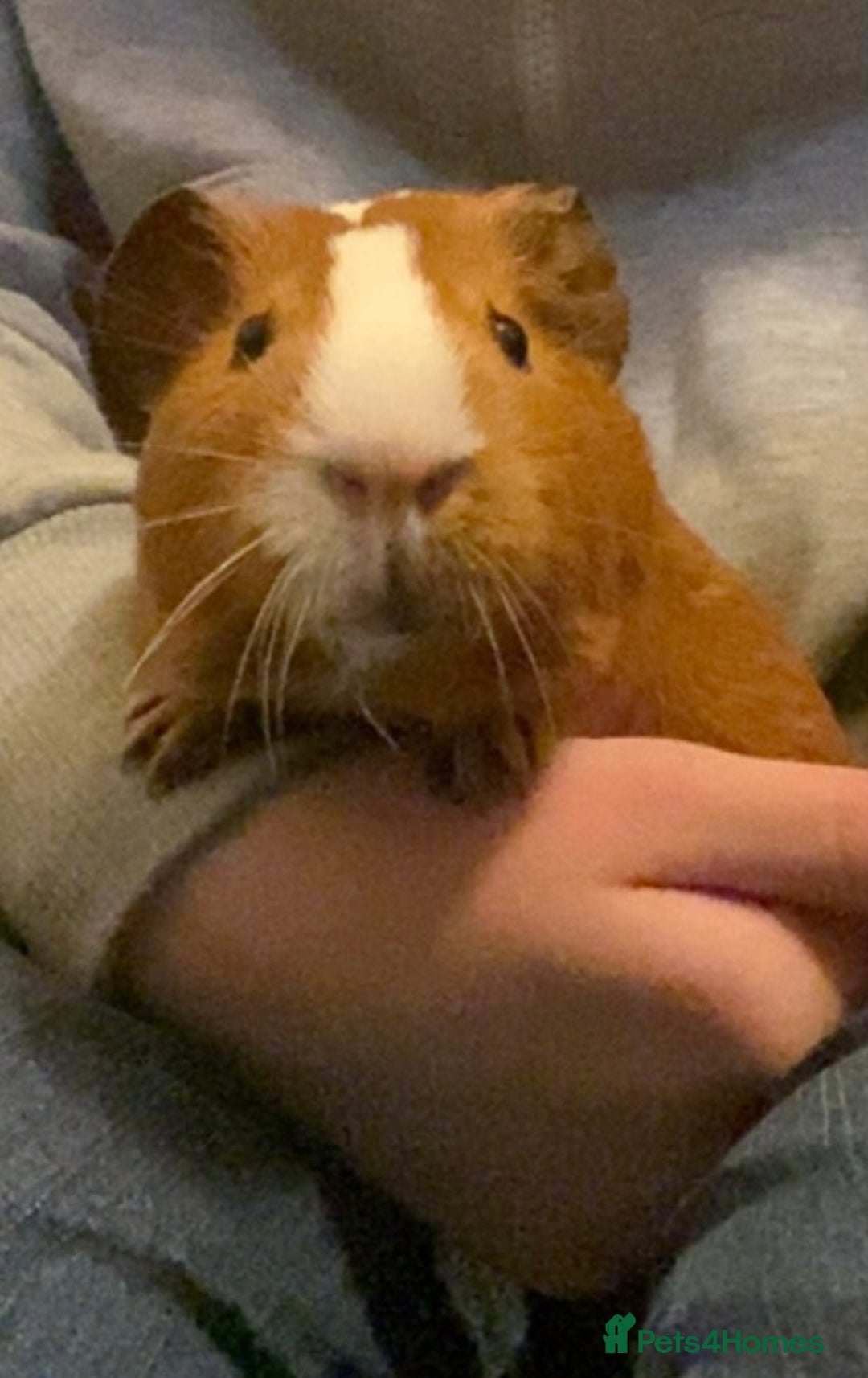 Guinea Pig rodents for sale: Cinnamon and peanut (comes with everything) - Advert 4