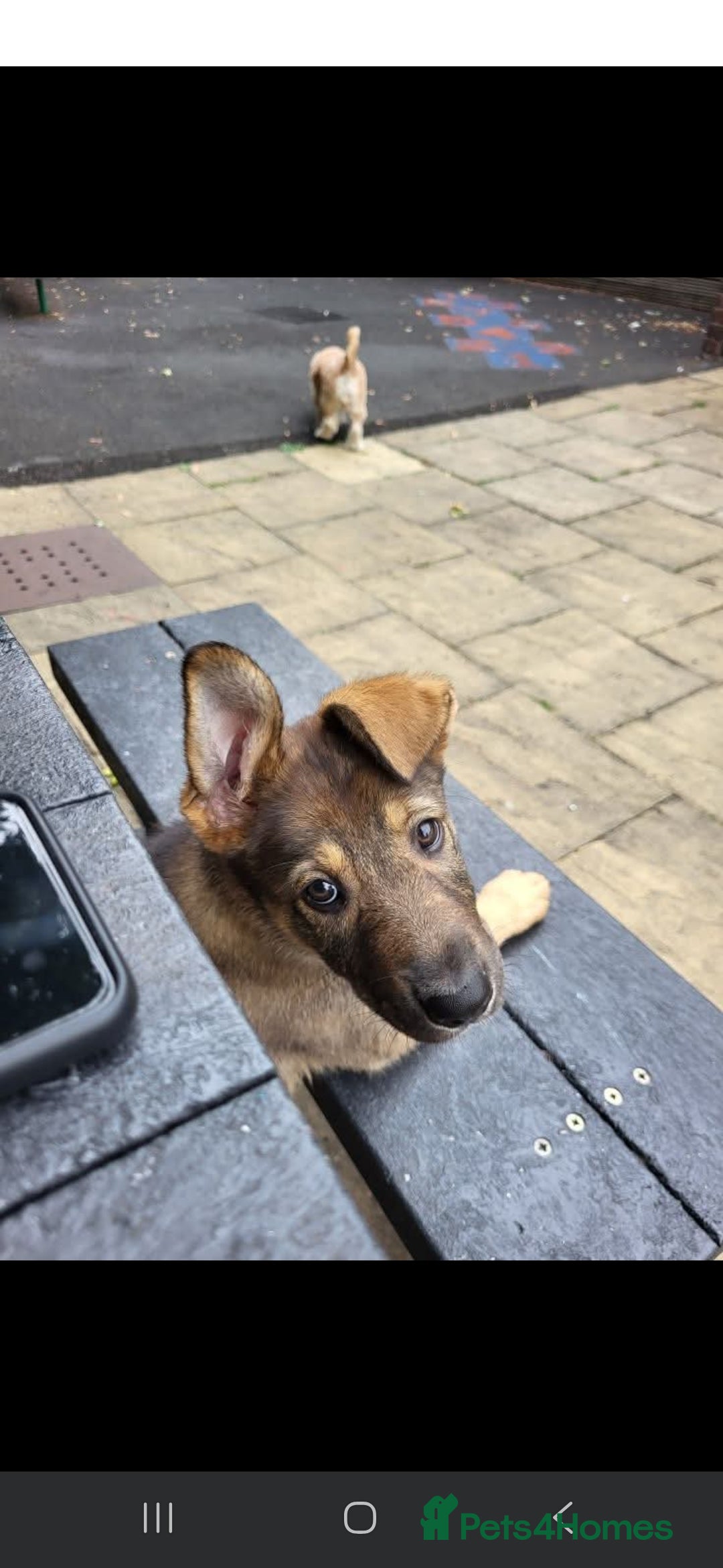 Mixed Breed dogs for sale: Puppy for rehome - Image 4