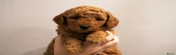 Cavapoo dogs for sale: Red cavapoo puppies in Birmingham - Advert 9