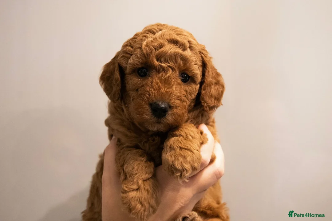 Cavapoo dogs for sale: Red cavapoo puppies in Birmingham - Advert 9