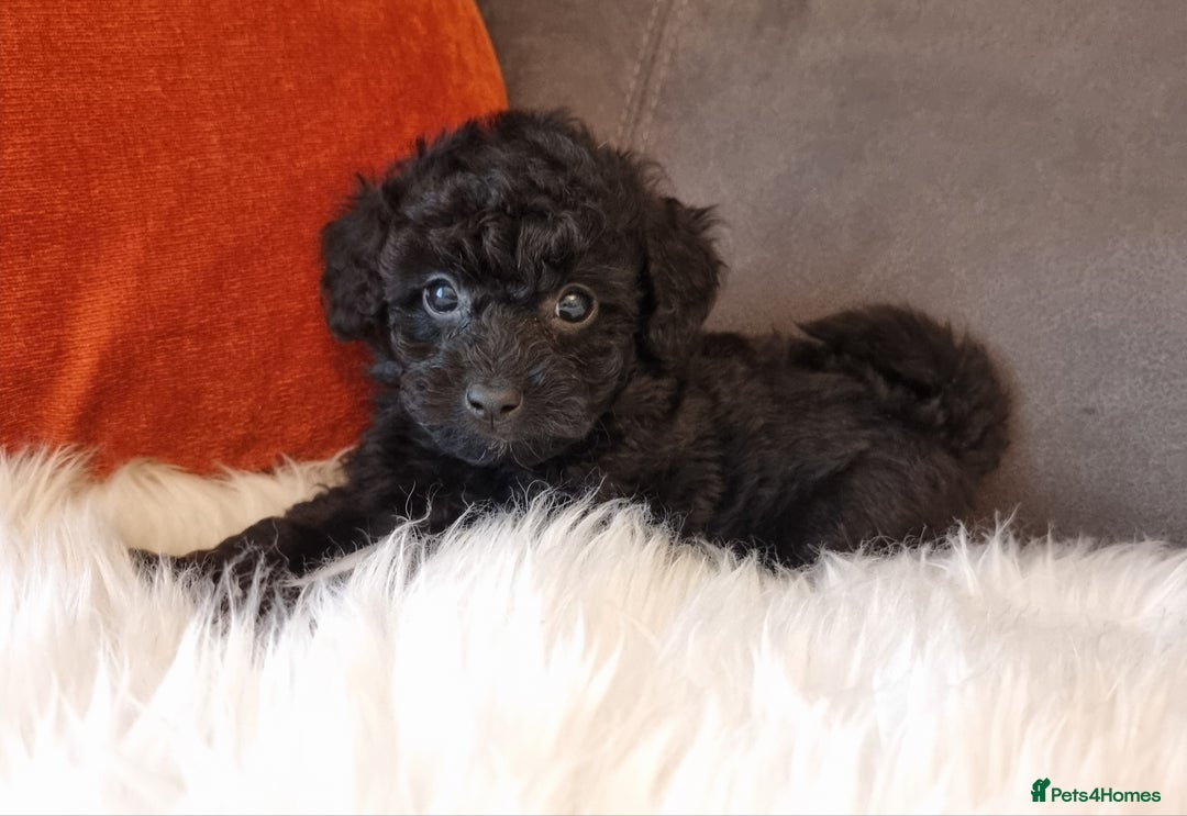 Cockapoo dogs for sale: Best Friend Sofa Companions 🥰 Fully vaccinated  - Image 32