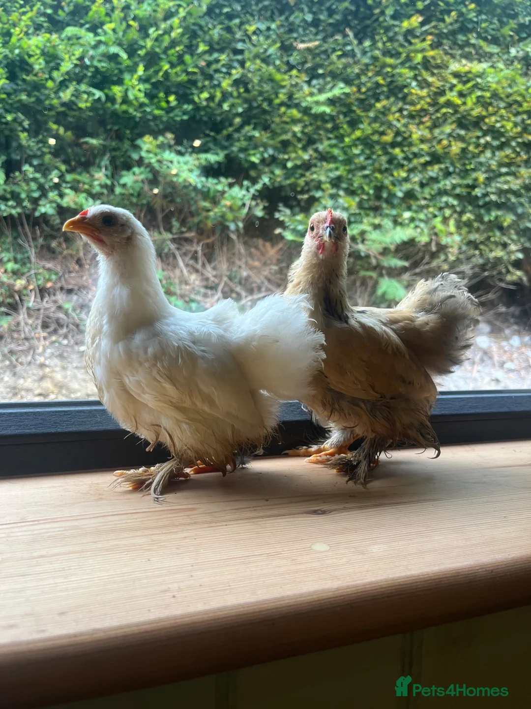 Chickens poultry for sale: Pekin bantam pullets  - Advert 4