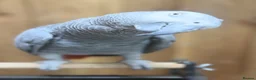 Parakeets birds for sale: African grey tamed and talk - Advert 9