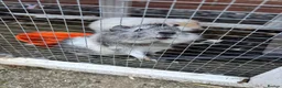 Guinea Pig rodents for sale: 2 male guinea pigs  in Lincoln - Advert 6