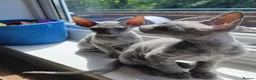 Mixed Breed cats for sale: Silver BioVelvet Males – TICA Lines Velvet Texture - Advert 13