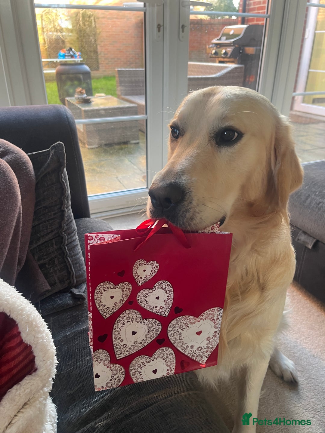 Golden Retriever dogs for stud: Milo - Golden Retriever for stud in Horsham - Image 6