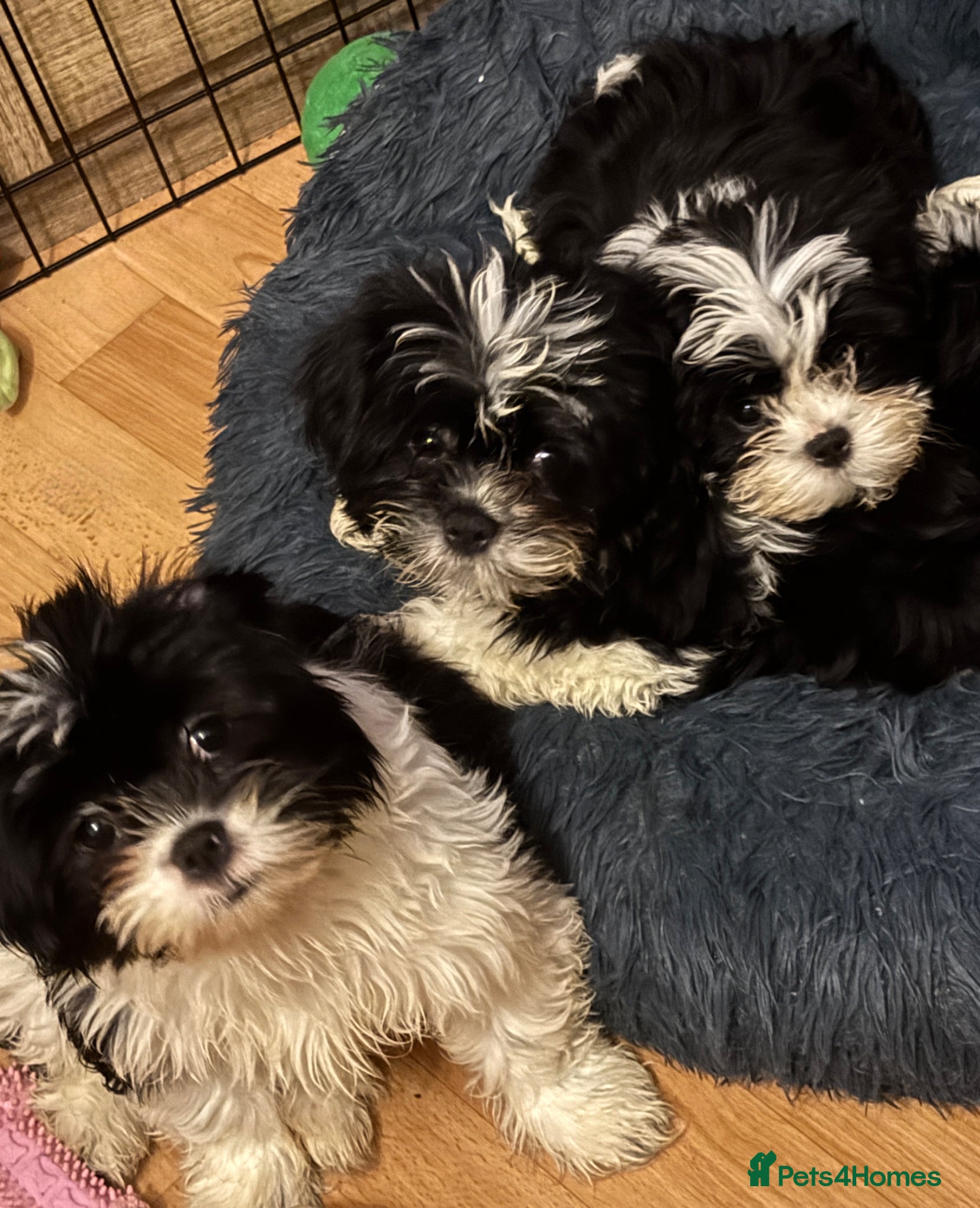 Mixed Breed dogs Adorable Puppies Looking for Their Forever Homes - Advert 7