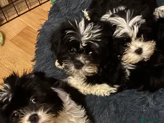 Mixed Breed dogs Adorable Puppies Looking for Their Forever Homes - Advert 9