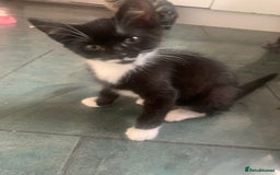 Mixed Breed cats for sale: Little ones are looking for home - Image 16