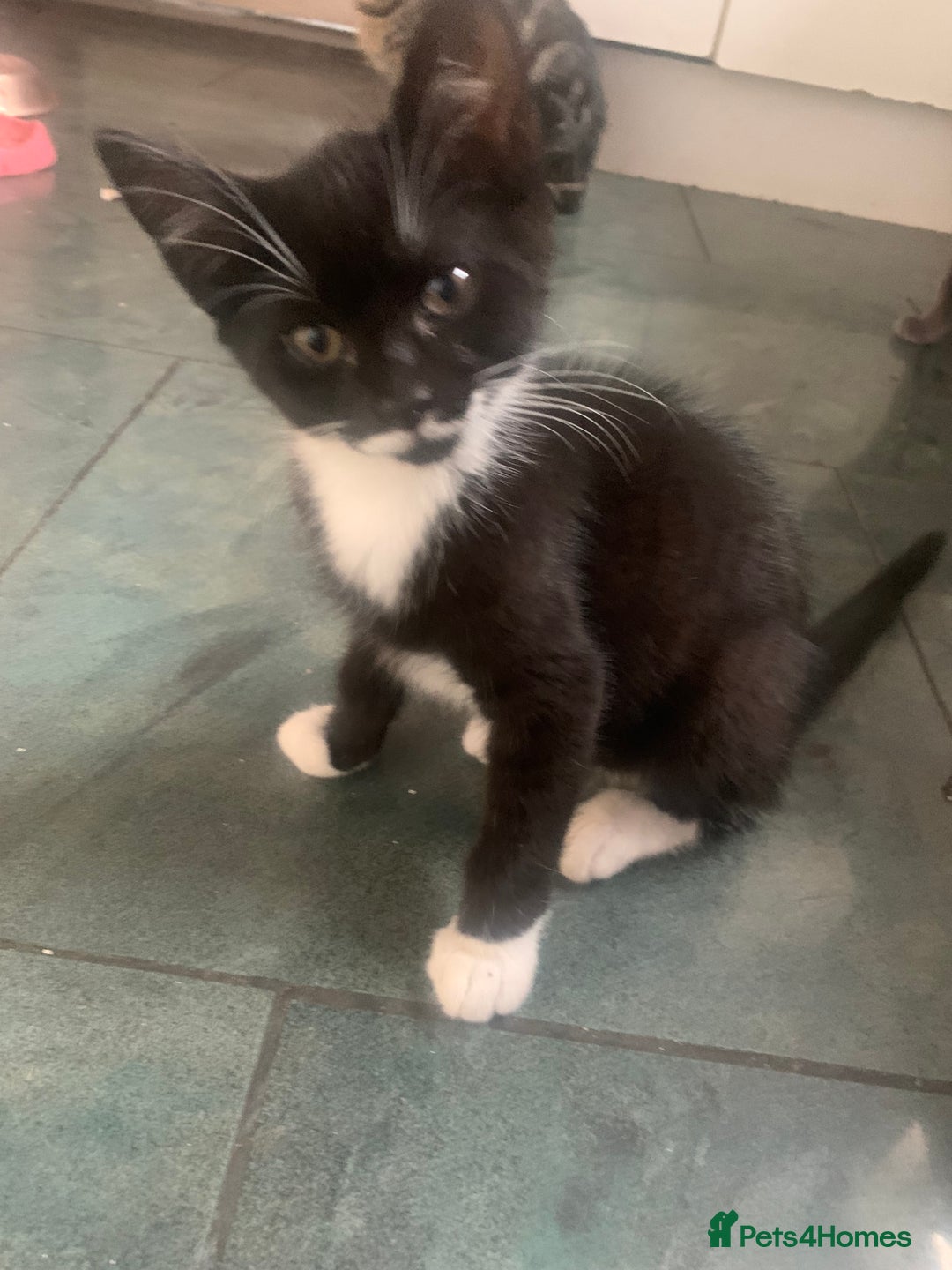 Mixed Breed cats for sale: Little ones are looking for home - Image 16