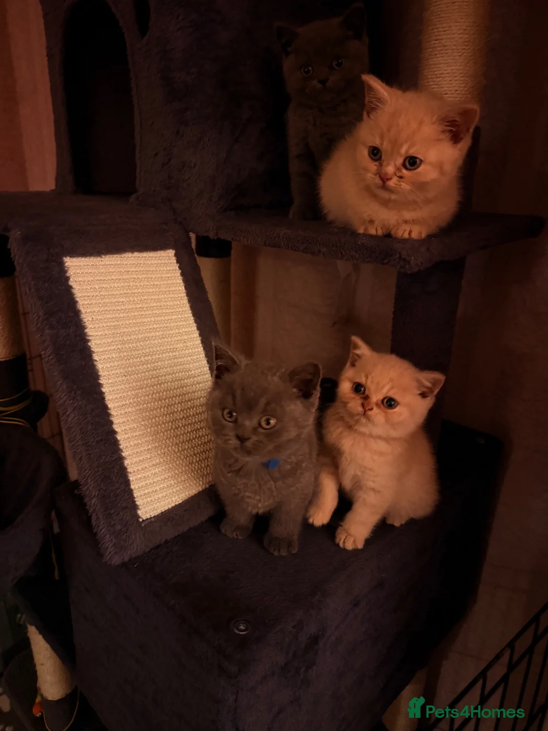 British Shorthair cats for sale: British Shorthair Kittens - One Cream Male Left! - Advert 2