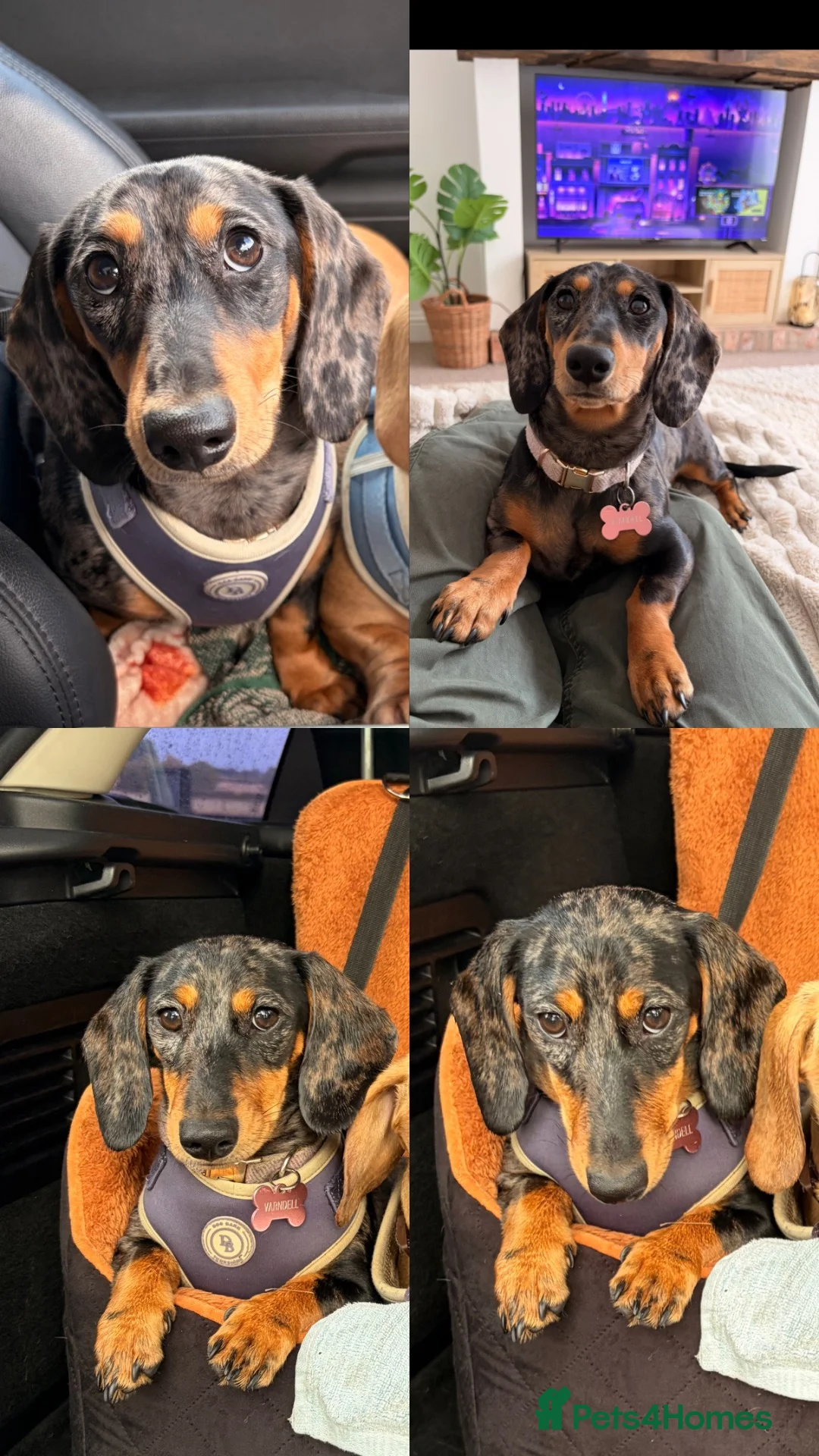 Dachshund dogs for sale: Beautiful Smooth hair dapple girl  - Advert 2