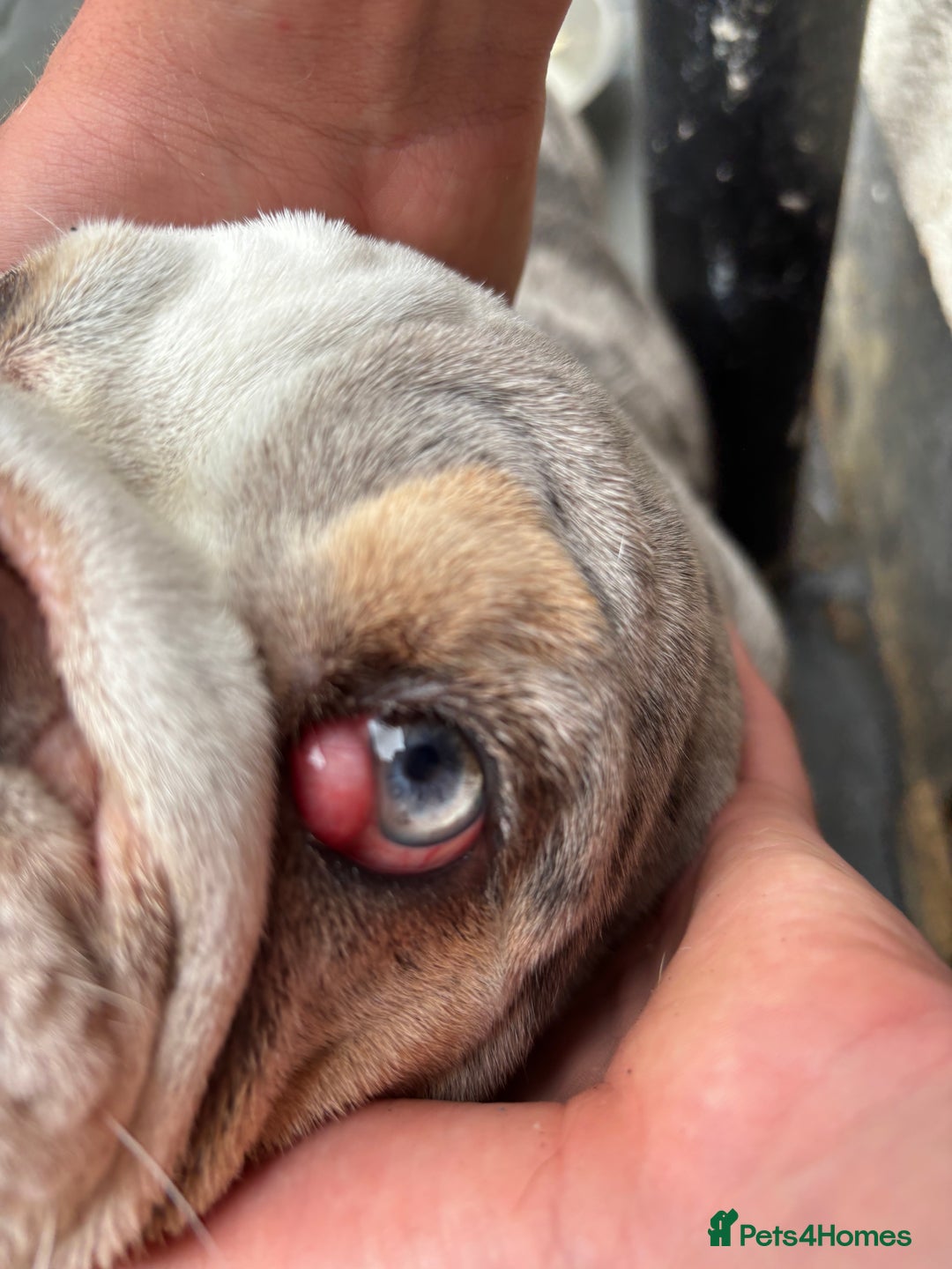 English Bulldog dogs for sale: English bulldog for sale  - Image 7