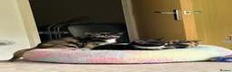 Mixed Breed cats for sale: 6 lovely female kittens.  - Advert 24