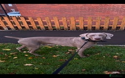 Weimaraner dogs for stud: Stunning, Healthy Stud - Image 14
