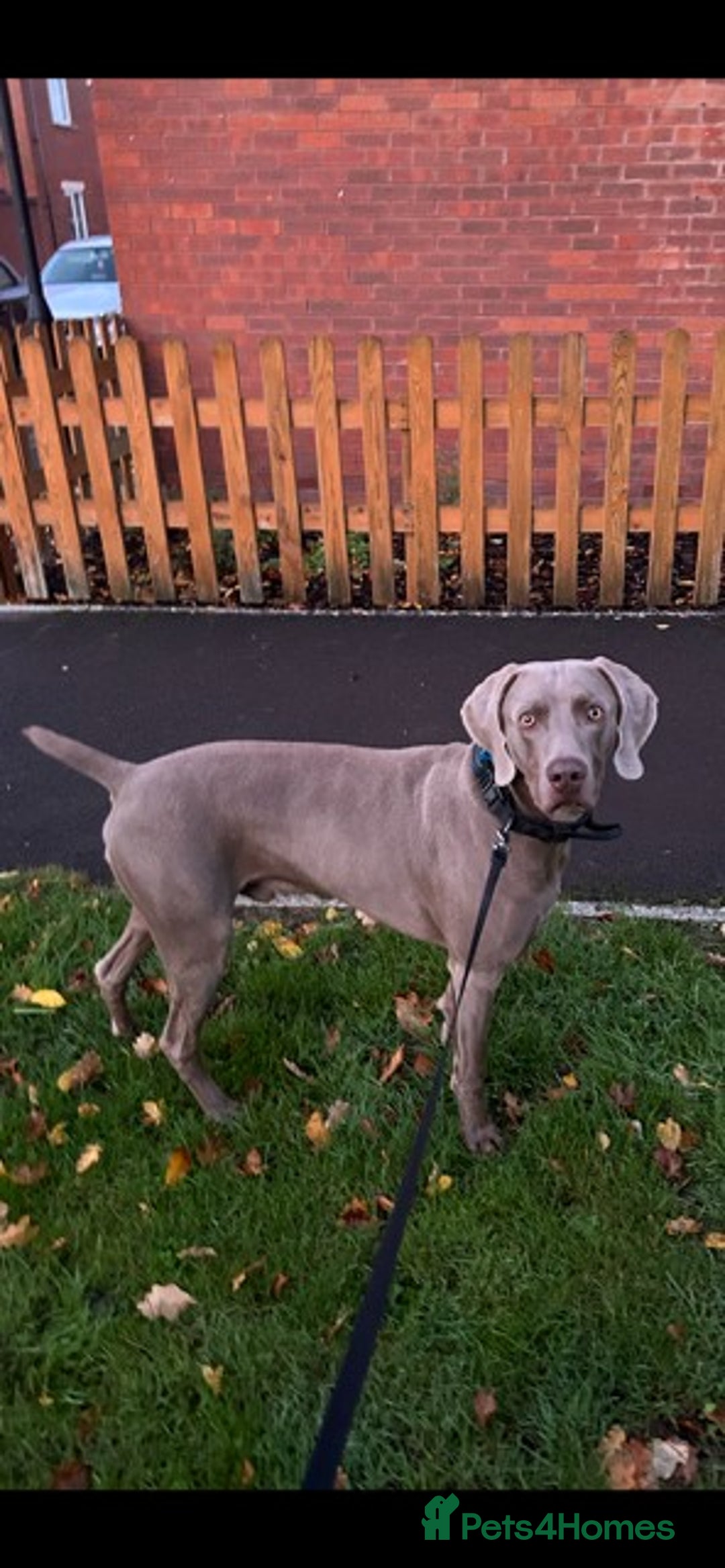 Weimaraner dogs for stud: Stunning, Healthy Stud - Image 14