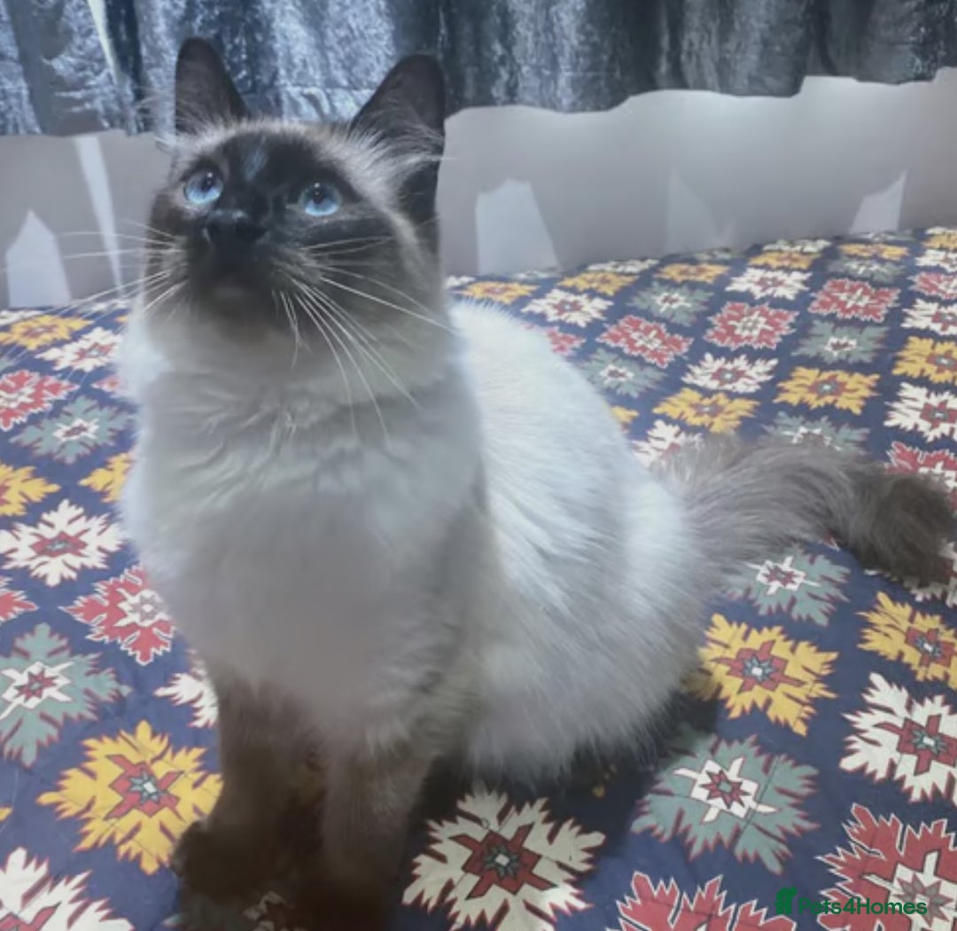 Ragdoll cats for sale: Ragdoll Seal Point - Image 5