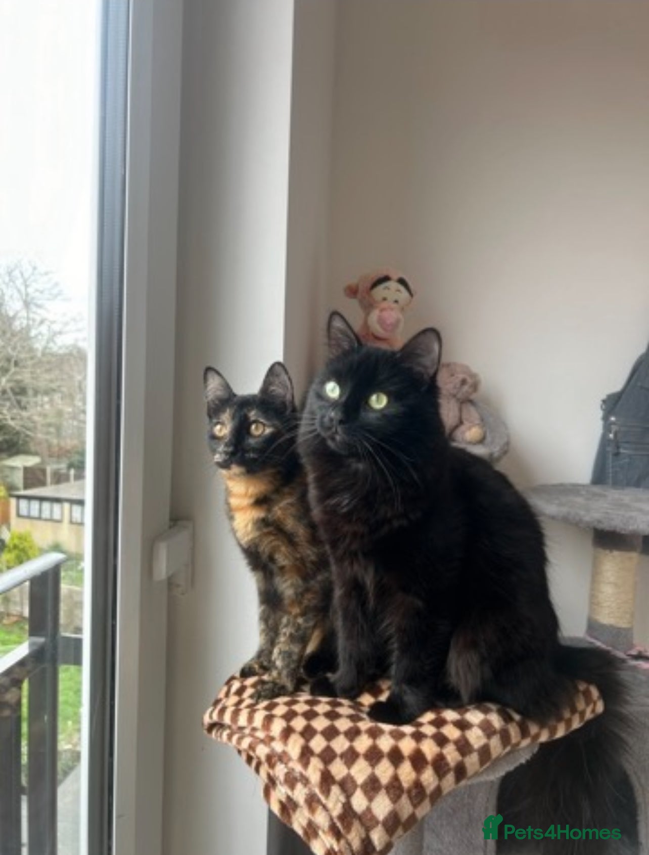 Mixed Breed cats 2 ginger boys 2 ginger girls 2 tortie girls  - Advert 9