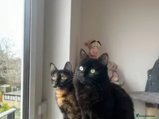 Mixed Breed cats 2 ginger boys 2 ginger girls 2 tortie girls - Advert 12