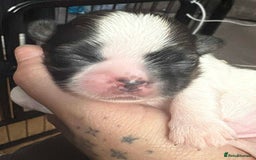 Shih Tzu dogs for sale: Shih tzu pups  - Image 2