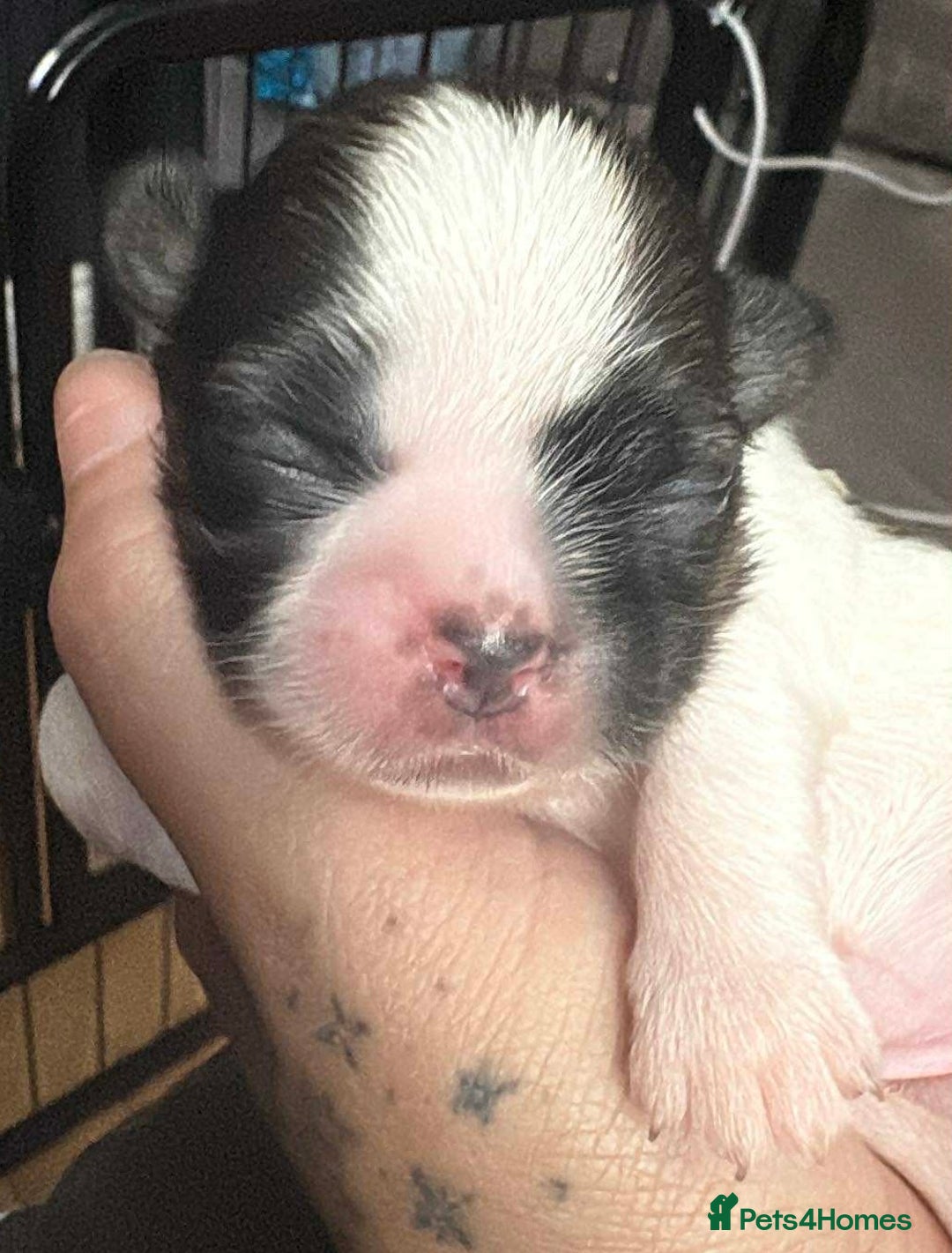Shih Tzu dogs for sale: Shih tzu pups  - Image 2