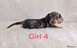 Miniature Dachshund dogs for sale: Beautiful Miniature Dachshund Puppies  - Image 7