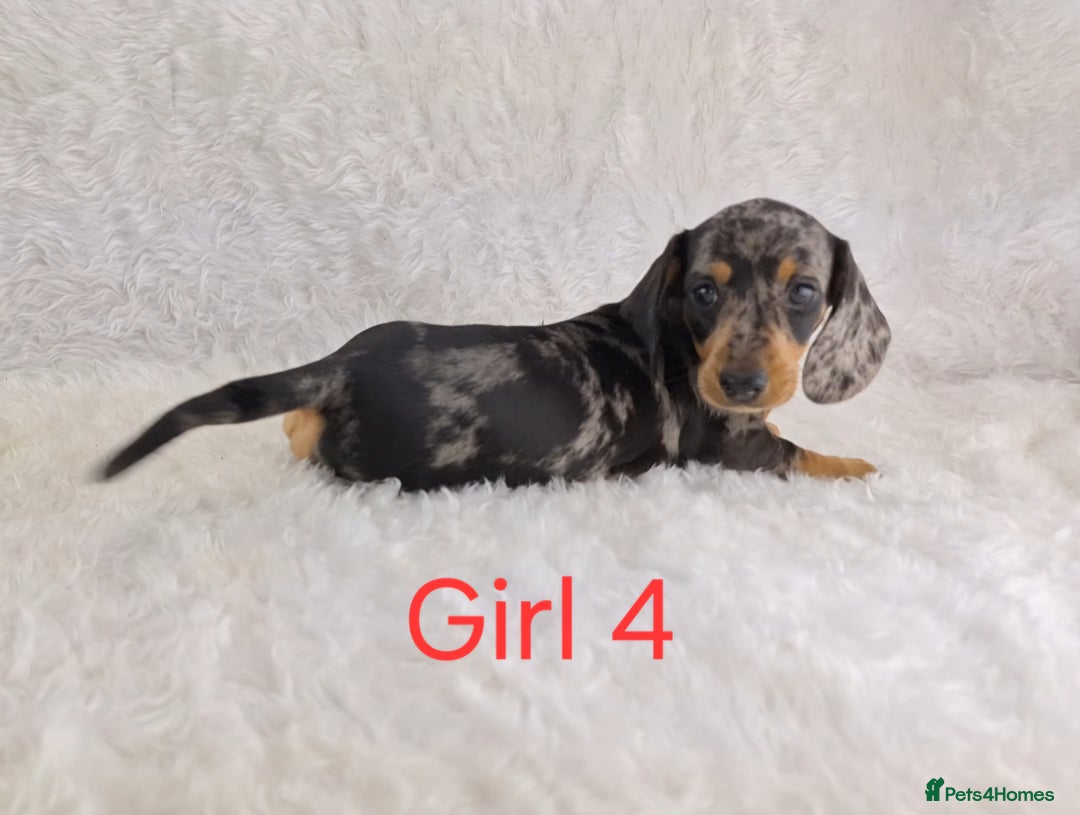 Miniature Dachshund dogs for sale: Beautiful Miniature Dachshund Puppies  - Image 7