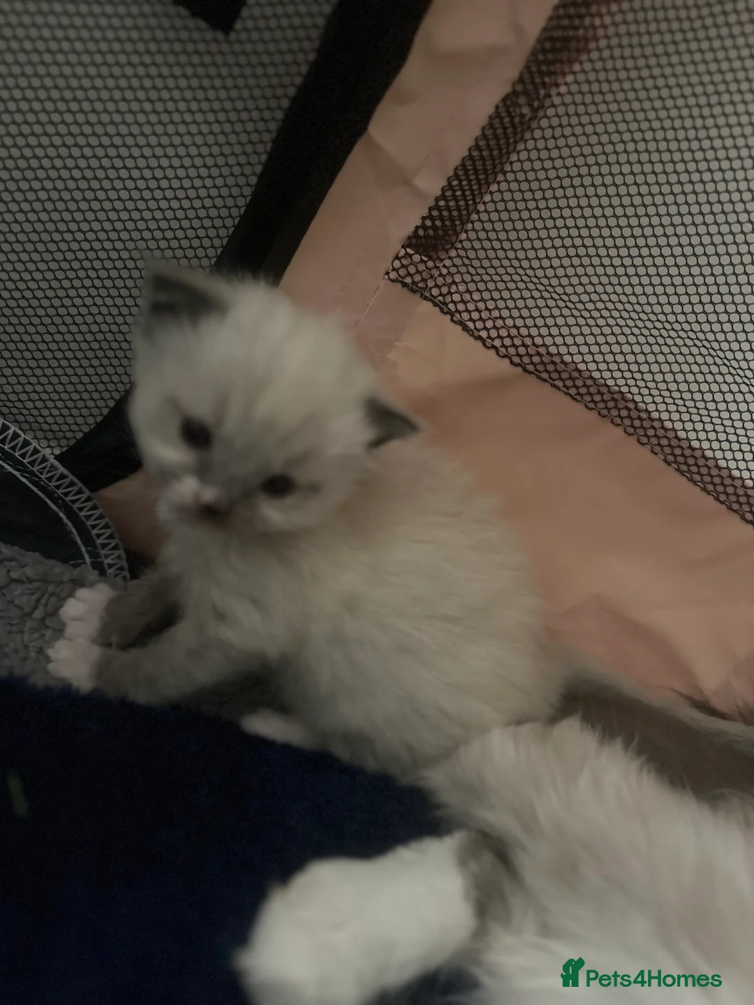 Ragdoll cats for stud: Male (Ragdoll Stud)🐱 in Wednesbury - Advert 9