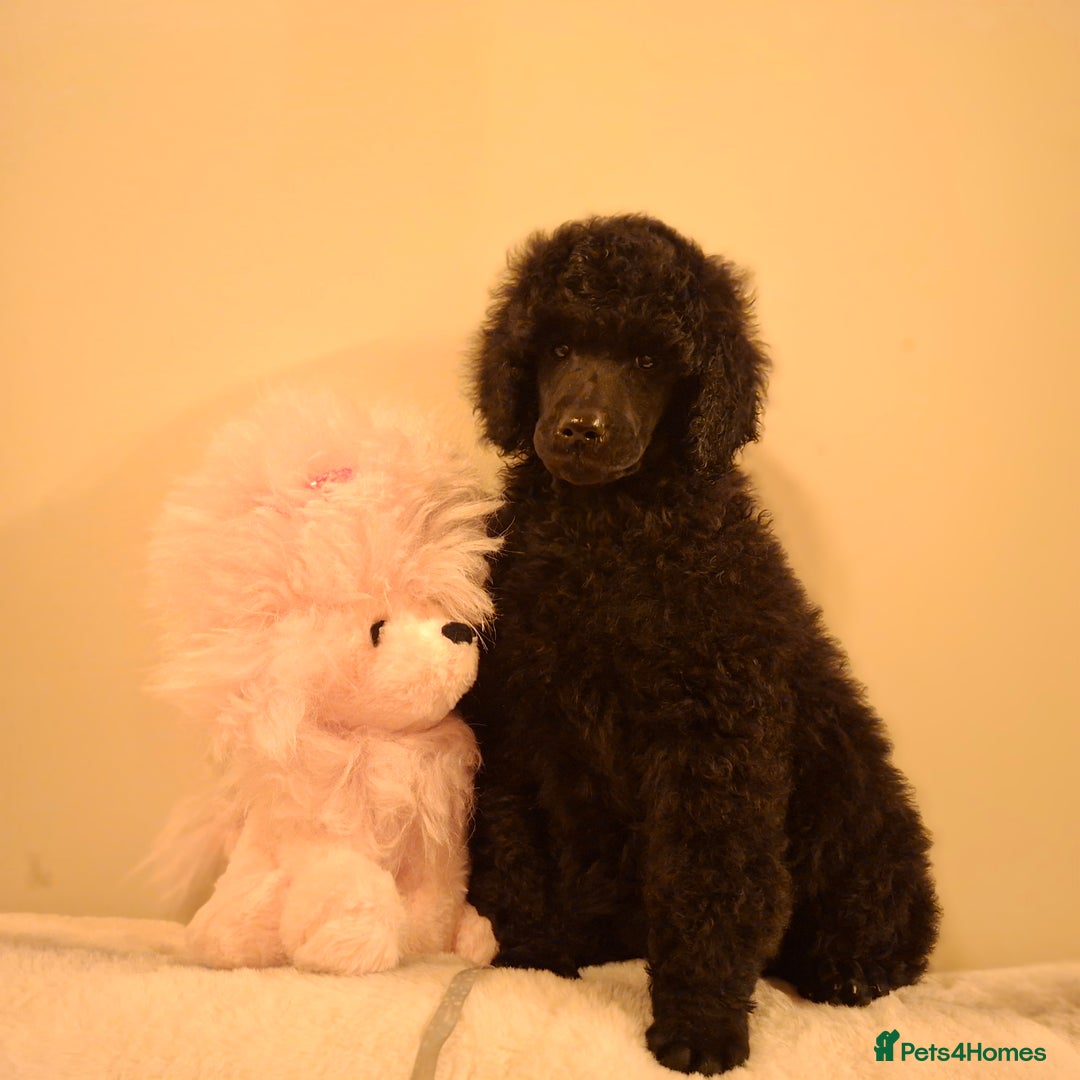 Standard Poodle dogs for sale: Exceptional Health Tested Puppies Due - Advert 2