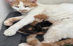 Mixed Breed cats for sale: Mixed breed kittens for sale - Advert 1