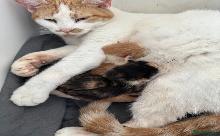 Mixed Breed cats Mixed breed kittens for sale - Advert 2