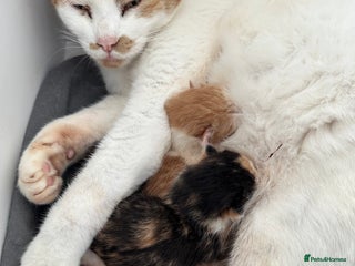 Mixed Breed cats for sale: Mixed breed kittens for sale - Advert 1