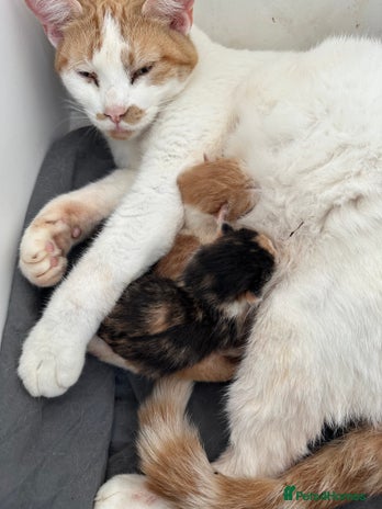 Mixed Breed cats Mixed breed kittens for sale - Advert 2