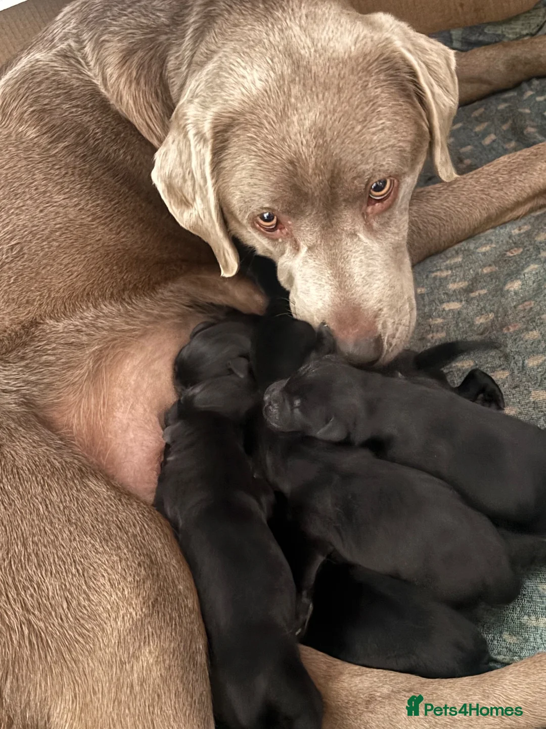 Labrador Retriever dogs for sale: Labrador puppies  - Advert 1