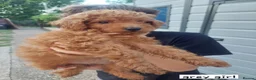 Toy Poodle dogs for sale: Beautiful toy poodle pups  - Advert 5