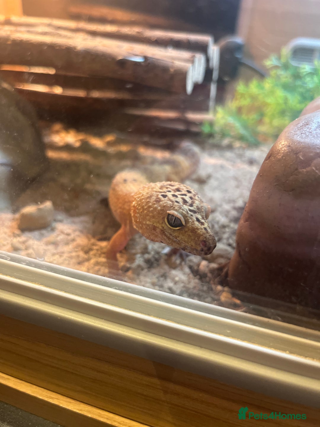 Leopard Gecko reptiles for sale: Leopard Gecko with full tank set up. - Advert 1