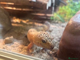 Leopard Gecko reptiles Leopard Gecko with full tank set up. - Advert 1