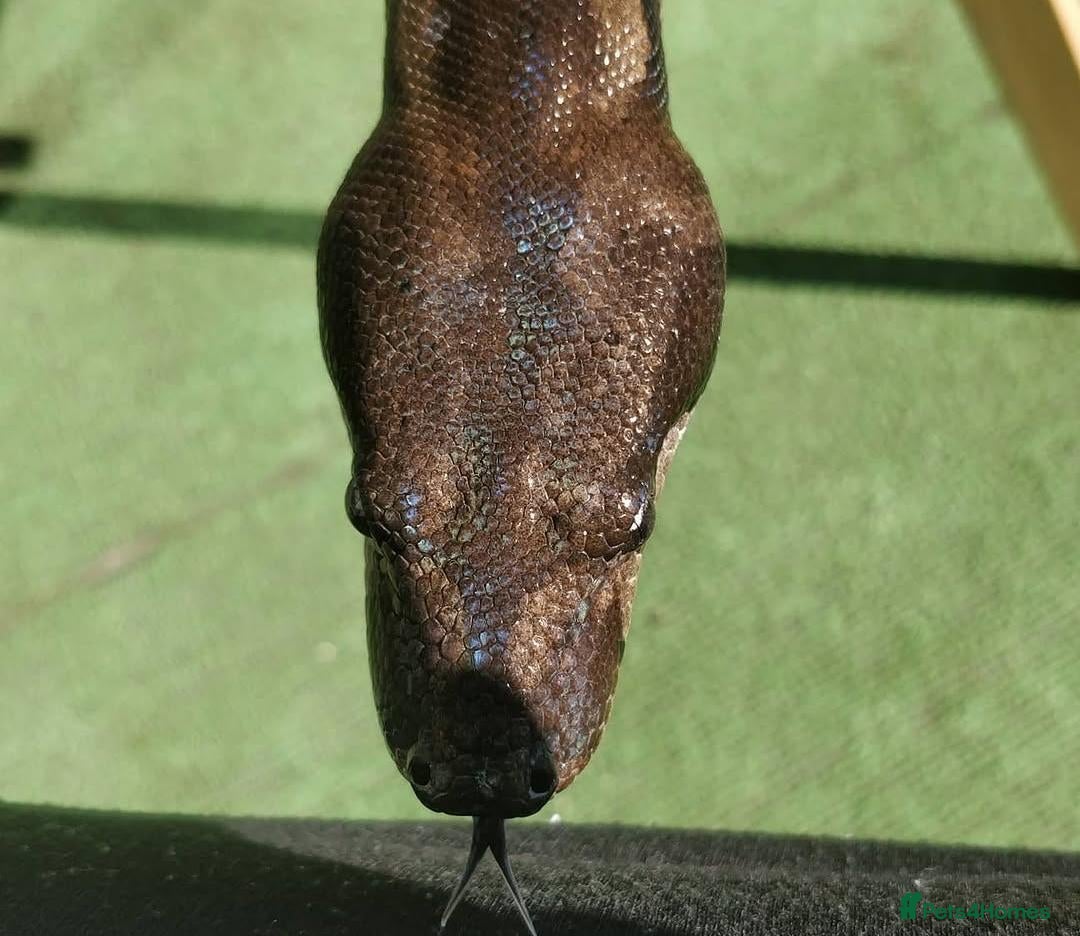 Snake reptiles female Motley Boa Constrictor - Advert 6