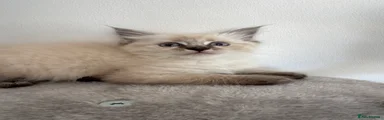 Maine Coon 3