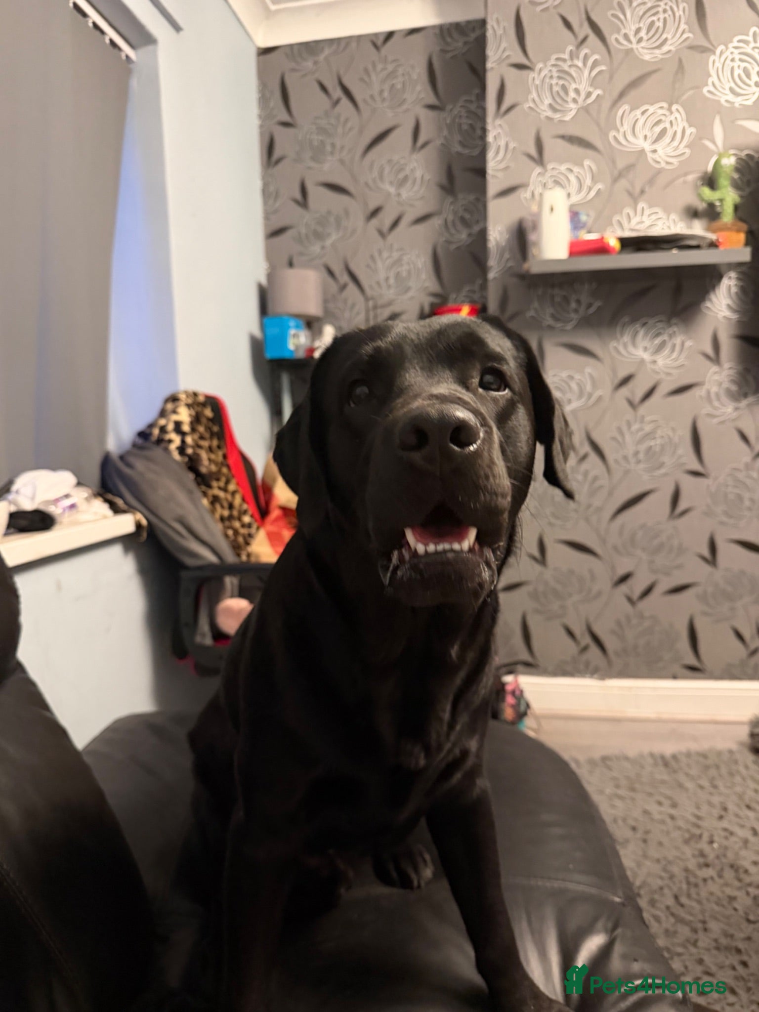 Labrador Retriever dogs Black labardor male  - Advert 3