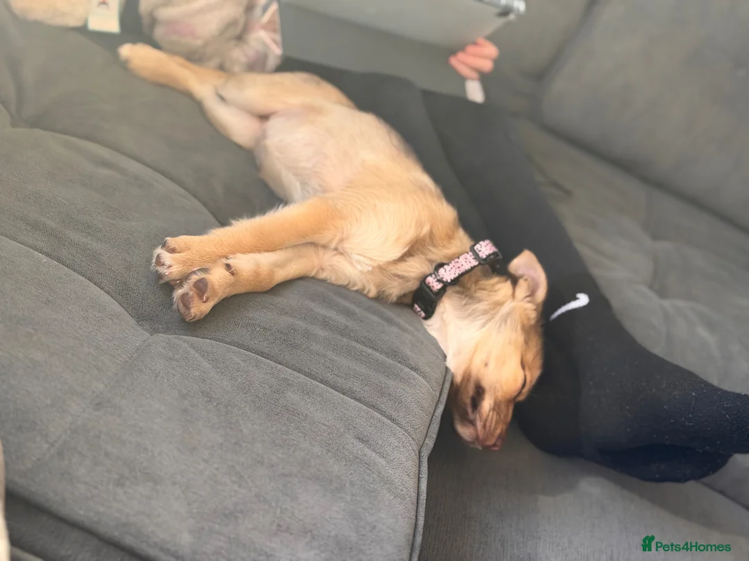 Jack Chi dogs for sale: 12 week old female chihuahua x Jack Russell  - Advert 4