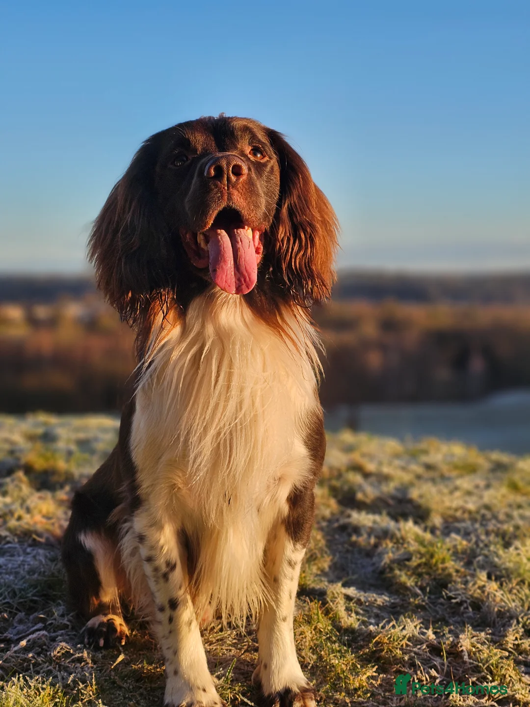 English Springer Spaniel dogs for stud: English Springer Spaniel Stud  in Derby - Advert 39