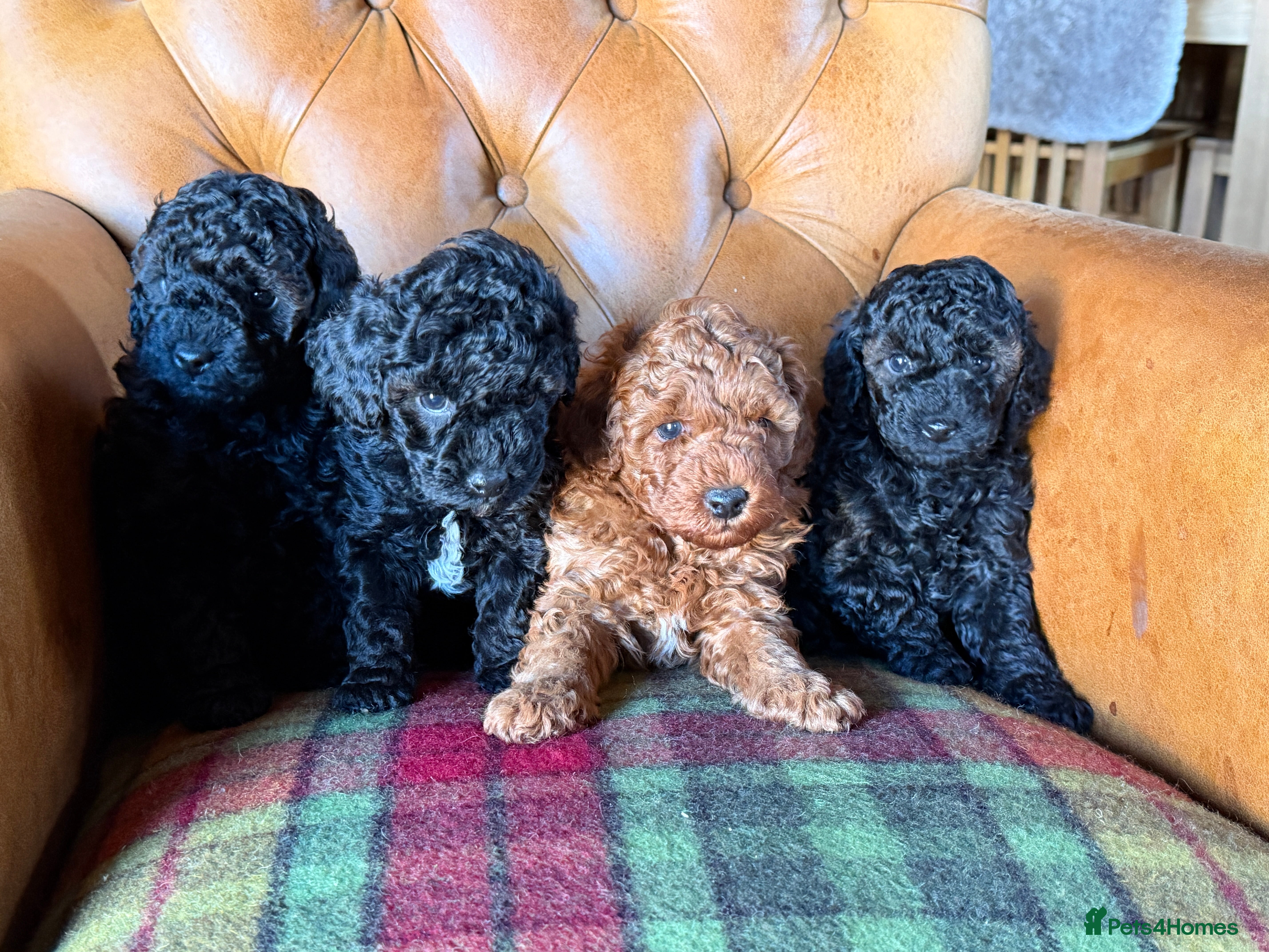 Toy Poodle dogs Toy poodle puppies  - Advert 10