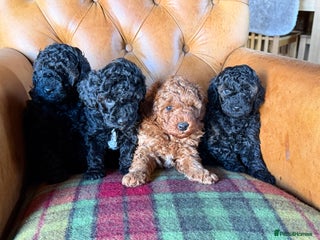 Toy Poodle dogs Toy poodle puppies - Advert 3