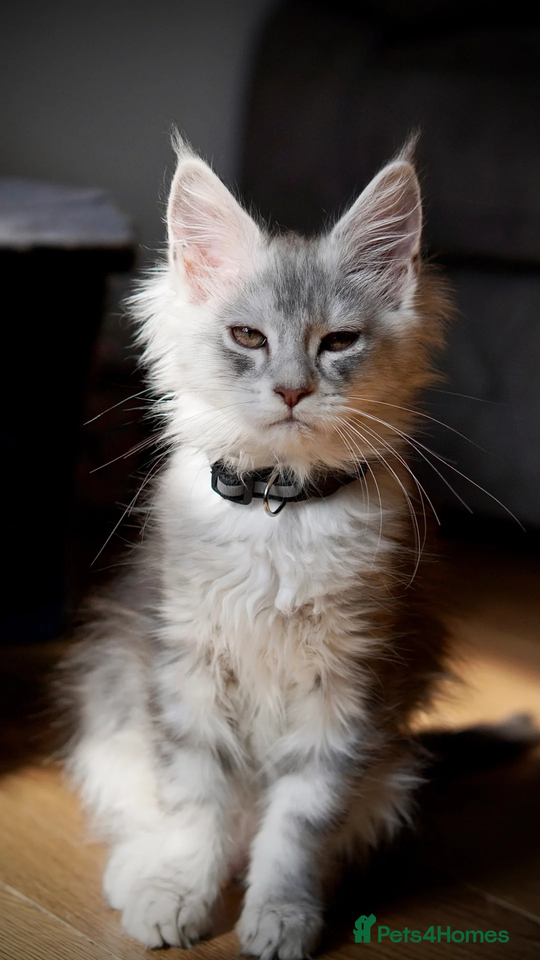 Maine Coon cats for sale: 4 left BlackSilver classic tabby Mainecoon kittens - Advert 2