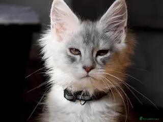 Maine Coon cats Black Silver classic tabby Mainecoon kittens - Advert 4